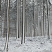 Winterwald mit Windrichtung Südwest, was am Schnee an den Bäumen abzulesen war.
