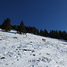 einige der vielen Skitourengeher, welche sich den steilen & fast aperen Hang hinaufquälen (sieht hier nach mehr Schnee aus als es tatsächlich hatte ...)