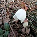 Helleborus niger L.<br />Ranunculaceae<br /><br />Elleboro bianco<br />Rose de Noël<br />Christrose, Schneerose 