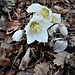 Helleborus niger L.<br />Ranunculaceae<br /><br />Elleboro bianco<br />Rose de Noël<br />Christrose, Schneerose 
