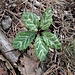 Helleborus niger L.<br />Ranunculaceae<br /><br />Elleboro bianco<br />Rose de Noël<br />Christrose, Schneerose