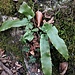 Phyllitis scolopendrium (L.) Newman 	<br />Aspleniaceae<br /><br />Scolopendria comune, Lingua di cervo<br />Langue de cerf <br />Hirschzunge <br />