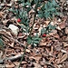 Ruscus aculeatus L<br />Asparagaceae<br /><br />Ruscolo pungitopo<br />Petit houx, Fragon piquant<br />Mäusedorn