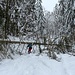 An zwei Stellen lagen erst kürzlich gefallen Bäume über den Weg. Eine gewisse Gelenkigkeit ist bei solchen Aktionen von Vorteil.