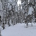 Winterwald auf dem Spiesshorn