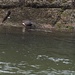 Wasseramsel