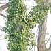 Amsel