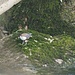 Wasseramsel