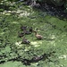 Enten in einem Teich
