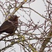 Amsel