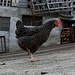 <b>Dal Sasso della Gallina alla gallina di Vezio.</b>