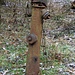 Hydrant im Wald
