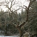 Oelsengrund, einstiger Siedlungsplatz mit alten Baum