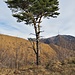 <br />Pinus sylvestris L.<br />Pinaceae<br /><br />Pino silvestre<br />Daille, Pin sylvestre <br /><br />Wald-Föhre, Wald-Kiefer, Dähle <br />