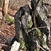Uno dei tanti pinnacoli calcarei che caratterizzano il versante valgannese del Chiusarella, questo è accompagnato anche da un cippo confinario.