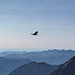 Ein Adler zieht direkt über dem Gipfel seine Kreise.