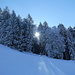 noch laufen wir im Schatten, aber die Sonne drückt durch den Wald