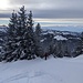Ausstieg aus dem Wald auf den Rücken zum Gipfel