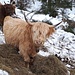 <b>Alla quota di 1020 m mi soffermo ad osservare alcune vacche Highlander, bovine che passano l’inverno all’esterno, sulla neve. È una razza che produce carne povera di colesterolo, saporita e magra.</b> 