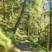 Unterwegs am Doblerweg. Schön angelegt führt er zu Beginn durch steile Waldflanken.