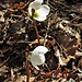 Helleborus niger L.
Ranunculaceae

Elleboro bianco
Rose de Noël
Christrose, Schneerose