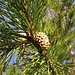 Pinus sylvestris L.
Pinaceae

Pino silvestre
Daille, Pin sylvestre

Wald-Föhre, Wald-Kiefer, Dähle 