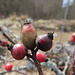 Beeren der Alpen-Heckenrose