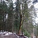 ein mächtiger Laubbaum inmitten des umfangreichen Tannenwaldes
