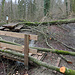 Der Winter hat im Wald gewütet.