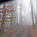 einsam im Nebel durch den Wald