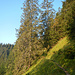 Der Wald wird lichter! Erste Anzeichen, dass der Steilaufstieg bald ein Ende hat.