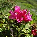 dabei begleiten uns viele weitere Blumenschönheiten - wie diese Alpenrose ...