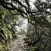 Ein teilweise gepflasterter Weg führt durch den Nebelwald