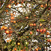 Zieräpfel