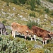 Schöne Kuh-Farbtrilogie auf der Alp Zeznina Dadaint