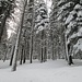 Atmosfera da “grande nord” nella pineta che si attraversa tra l’Alpe di Colonno e l’Alpe Boffalora, con tutti gli alberi ancora rivestiti di neve.