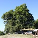 <b>"Il Fuatèl"</b>, albero storico - monumentale.