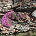 Polsternelke im Gestein der kristallinen Penninischen (Bernhard)-Decke ...