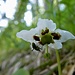 welch spezielles Blümchen?!
(erst zum zweiten Male gesichtet - [https://www.hikr.org/gallery/photo2084020.html?post_id=108825 einst] auf dem Weg zum Glishorn)