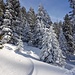 Märchenhaft verschneiter Wald bei Bärenfallen