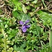 <br />Viola odorata L. 	<br />Violaceae<br /><br />Viola mammola<br />Violette odorante <br />Wohlriechendes Veilchen <br /> <br />	<br /><br />   