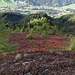 Ein wunderbar weicher Untergrund, der hier von Heidelbeersträuchern geboten wird. Die Waldheidelbeere (Vaccinium myrtillus) zählt zu den Heidekrautgewächsen.