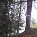Die besagte Markierung. Hier bin ich nach links den Wald- und Wiesenhang hinab.