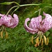 nach dem nächtlichen Regen, Türkenbund-Lilie "lilium martagon" 