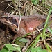 Grasfrosch "rana temporaria" (gut getarnt am Bazorahang-Waldrand)
