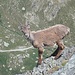 Junger Steinbock