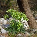Elleboro (Helleborus viridis)