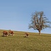 Die ersten Rinder sind schon wieder auf der Weide. Das drecke Fell könnte einen Fruhjahrsputz vertragen