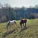 Pferde am Unterbühlhof