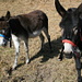 Donkeys on the way to Sent